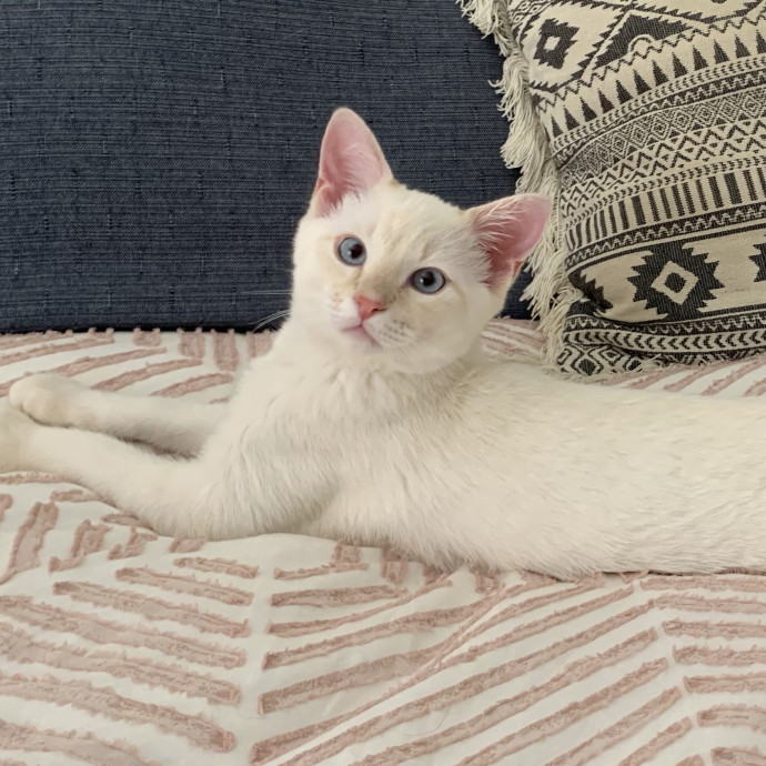 Your Cat's New Favorite Human photo 2