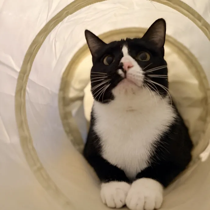 Calm  Attentive In-Home Cat Sitter