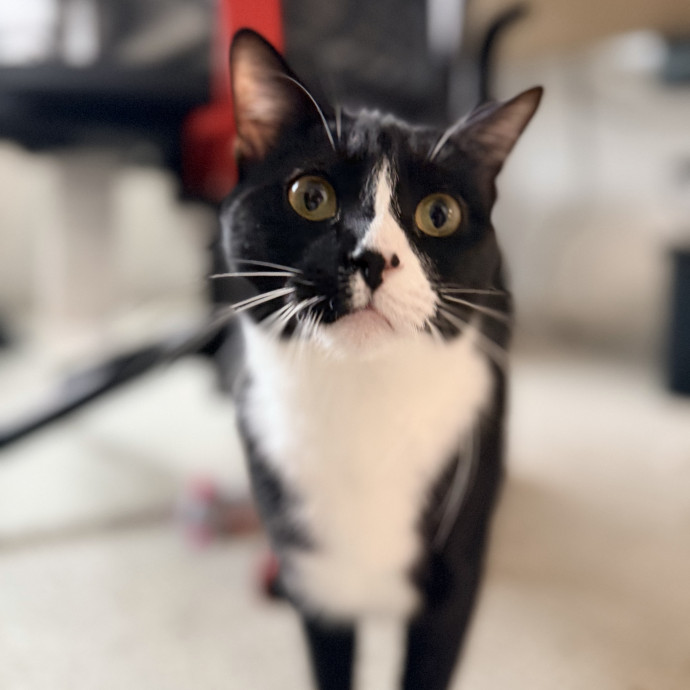 Calm  Attentive In-Home Cat Sitter