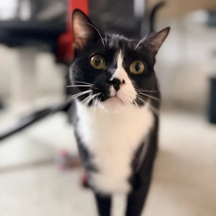 Calm  Attentive In-Home Cat Sitter