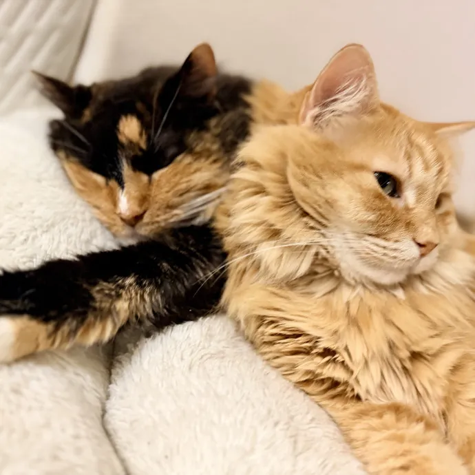 Calm  Attentive In-Home Cat Sitter