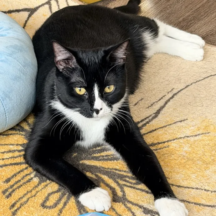 Calm  Attentive In-Home Cat Sitter