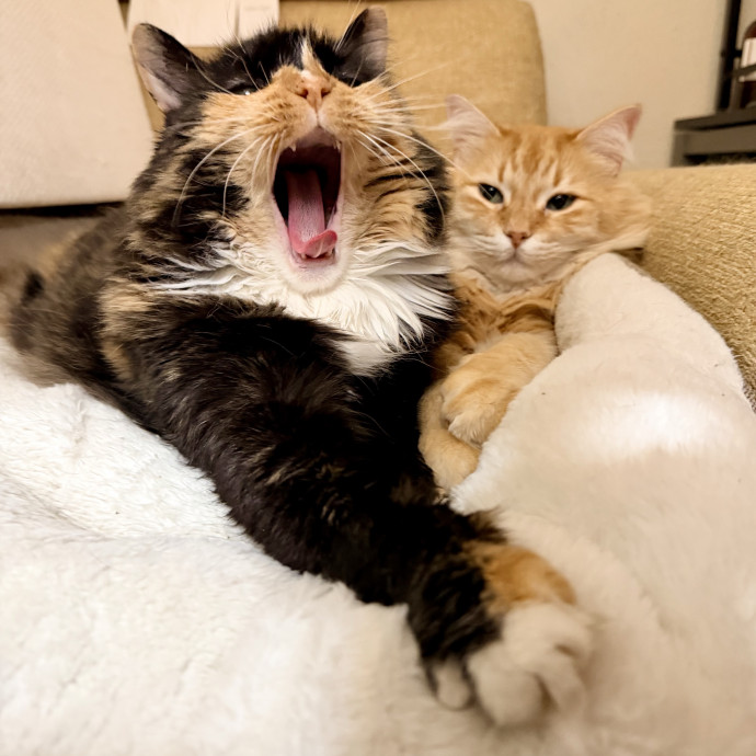 Calm  Attentive In-Home Cat Sitter