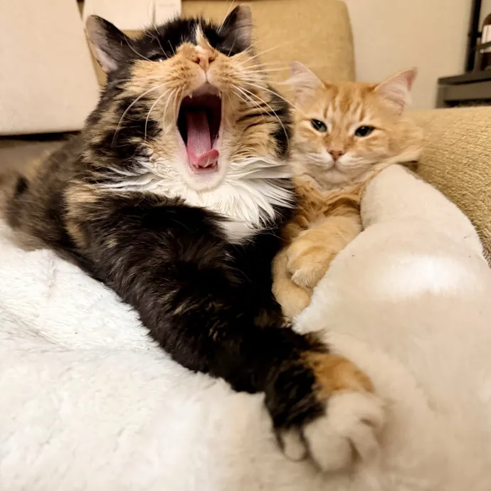 Calm  Attentive In-Home Cat Sitter