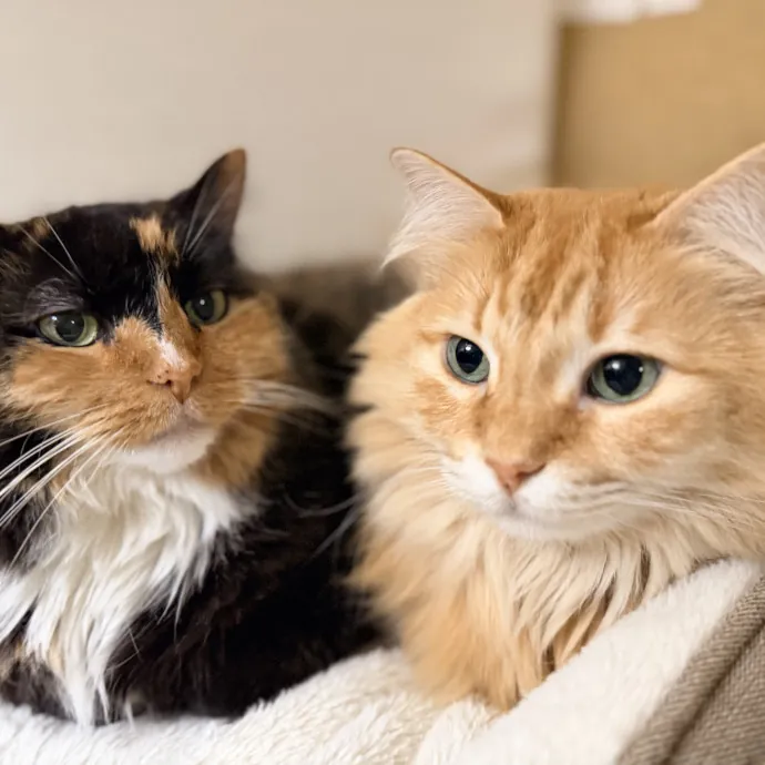 Calm  Attentive In-Home Cat Sitter