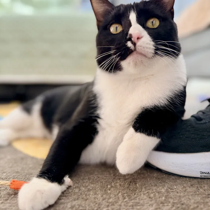 Calm  Attentive In-Home Cat Sitter