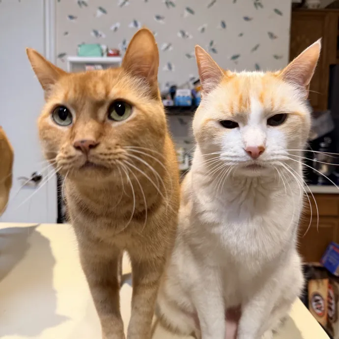 Calm  Attentive In-Home Cat Sitter