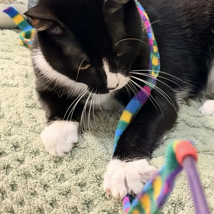 Calm  Attentive In-Home Cat Sitter