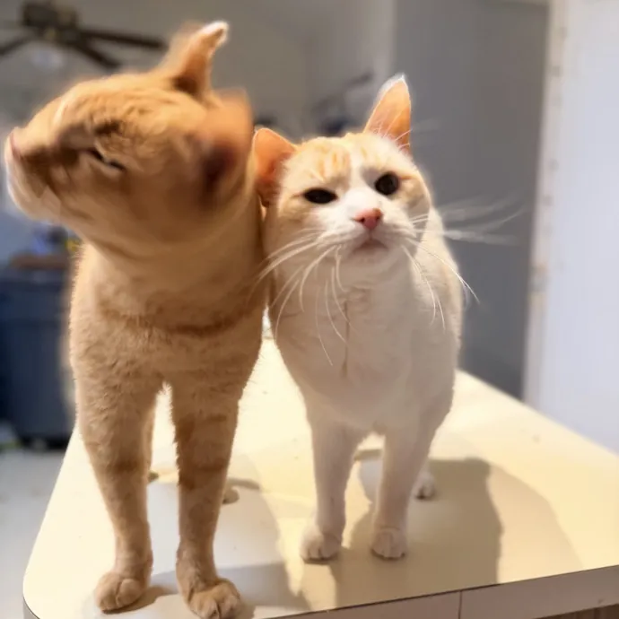 Calm  Attentive In-Home Cat Sitter