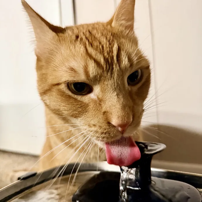 Calm  Attentive In-Home Cat Sitter