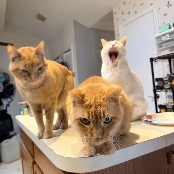 Calm  Attentive In-Home Cat Sitter