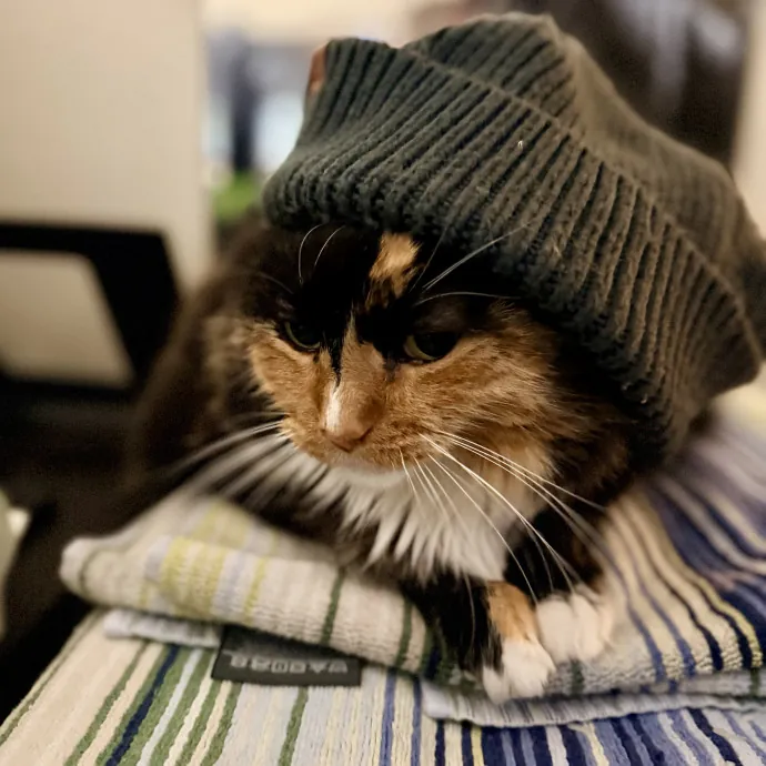 Calm  Attentive In-Home Cat Sitter