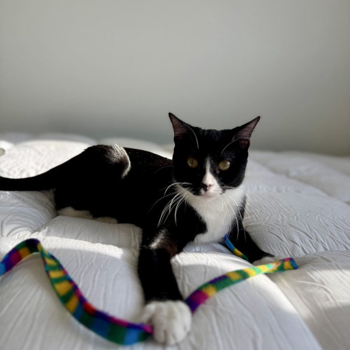 Calm  Attentive In-Home Cat Sitter