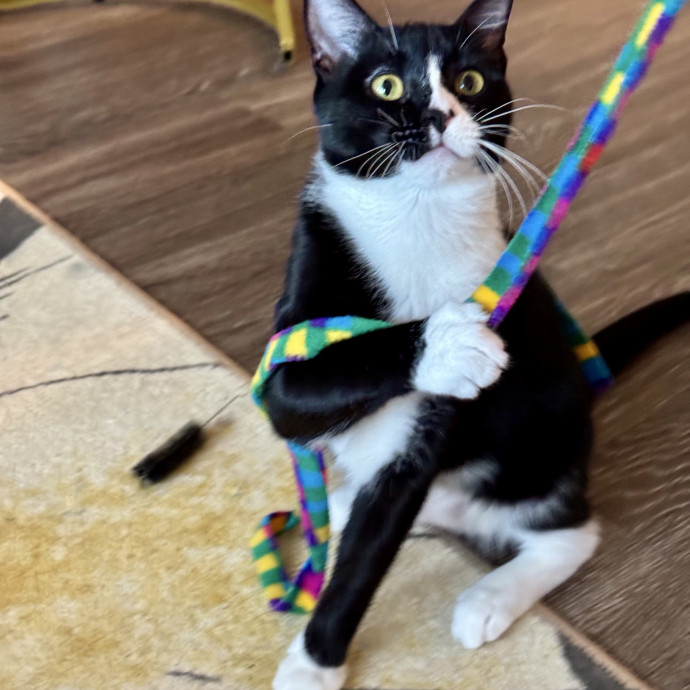 Calm  Attentive In-Home Cat Sitter