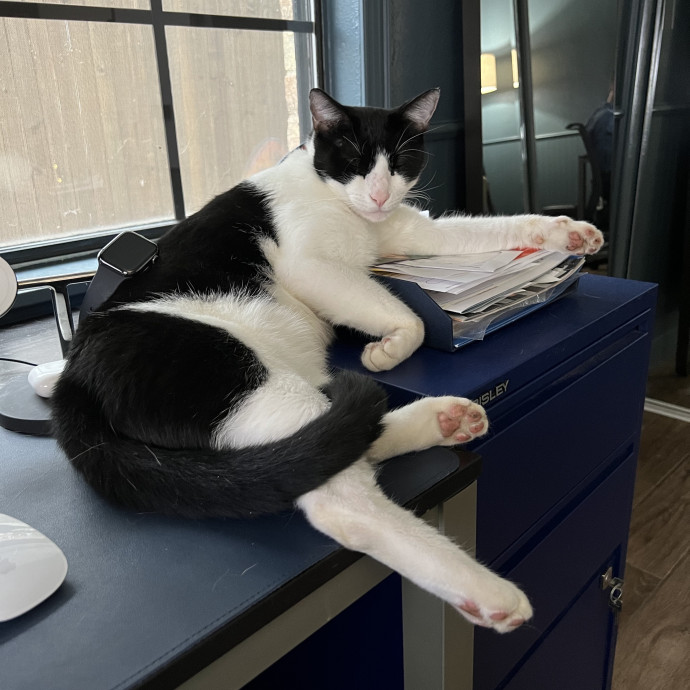 Calm  Attentive In-Home Cat Sitter photo 3