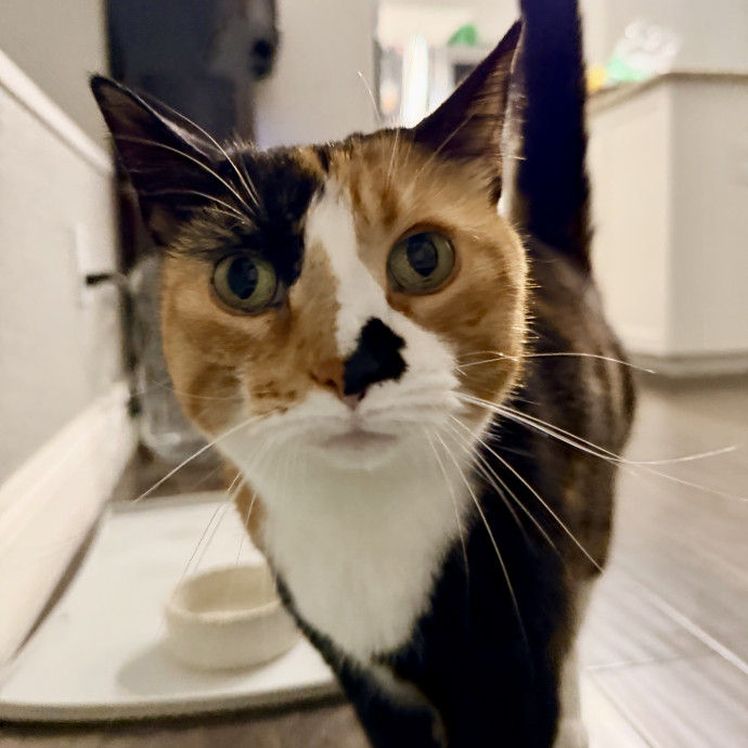 Calm  Attentive In-Home Cat Sitter photo 2