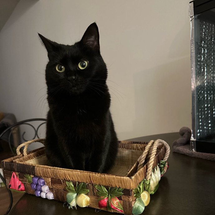 Whisker Whisper- Calm  Cozy Care