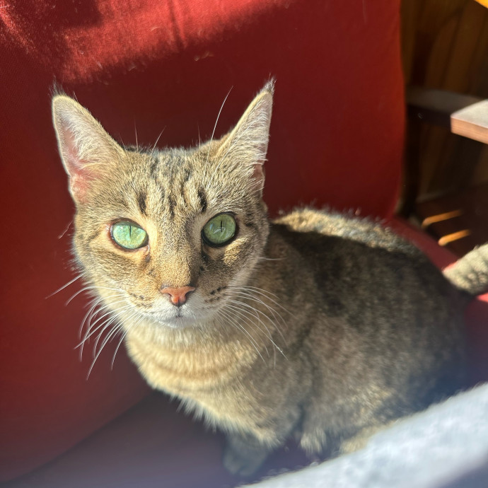 Whisker Whisper- Calm  Cozy Care