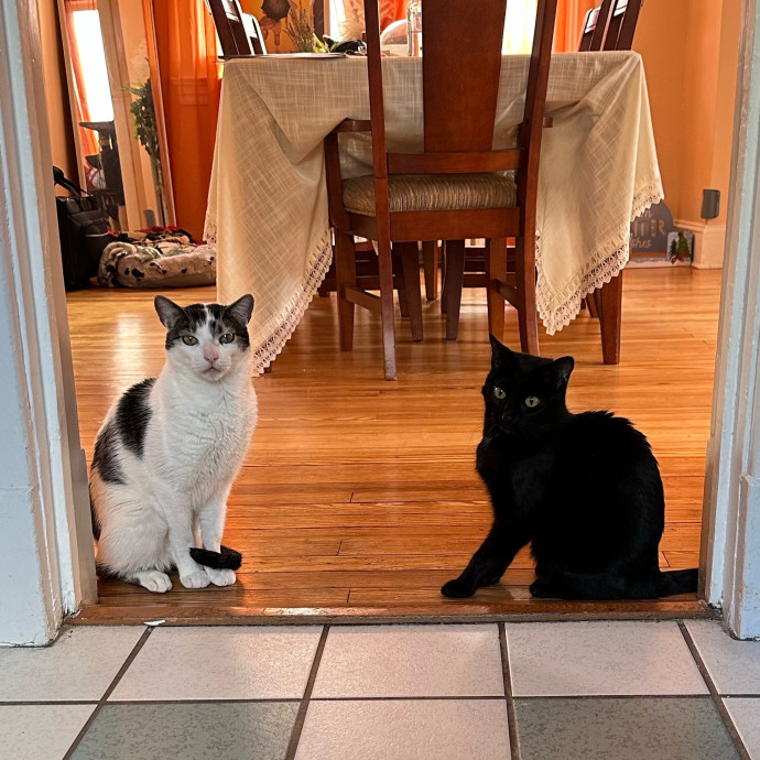 Whisker Whisper- Calm  Cozy Care