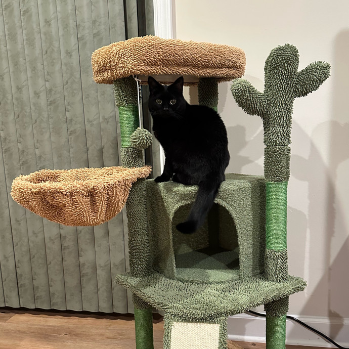 Whisker Whisper- Calm  Cozy Care photo 3