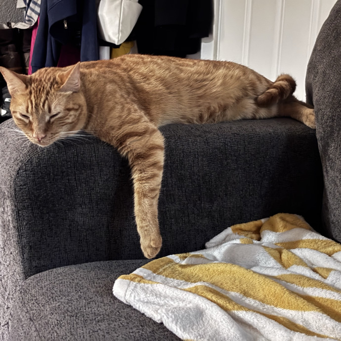 Catitude Catsitting By Emma Kat