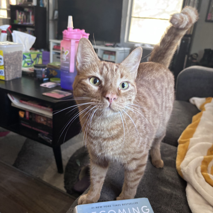 Catitude Catsitting By Emma Kat