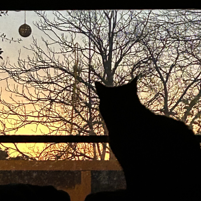 Catitude Catsitting By Emma Kat