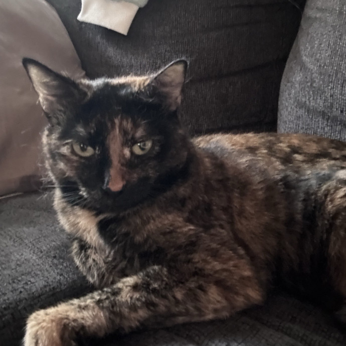Catitude Catsitting By Emma Kat