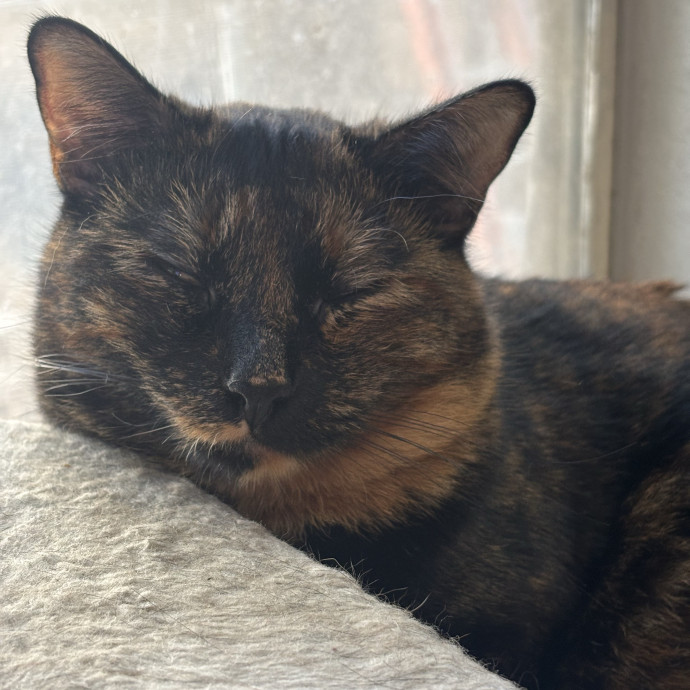 Catitude Catsitting By Emma Kat