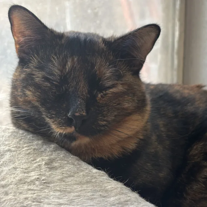Catitude Catsitting By Emma Kat