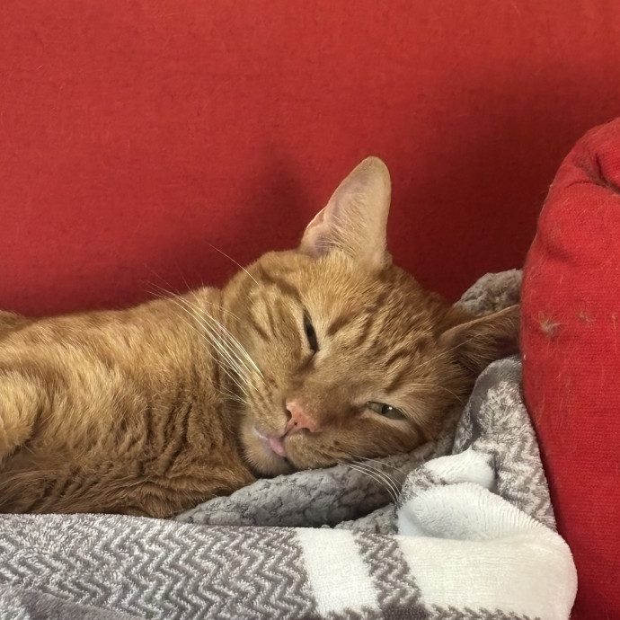 Catitude Catsitting By Emma Kat