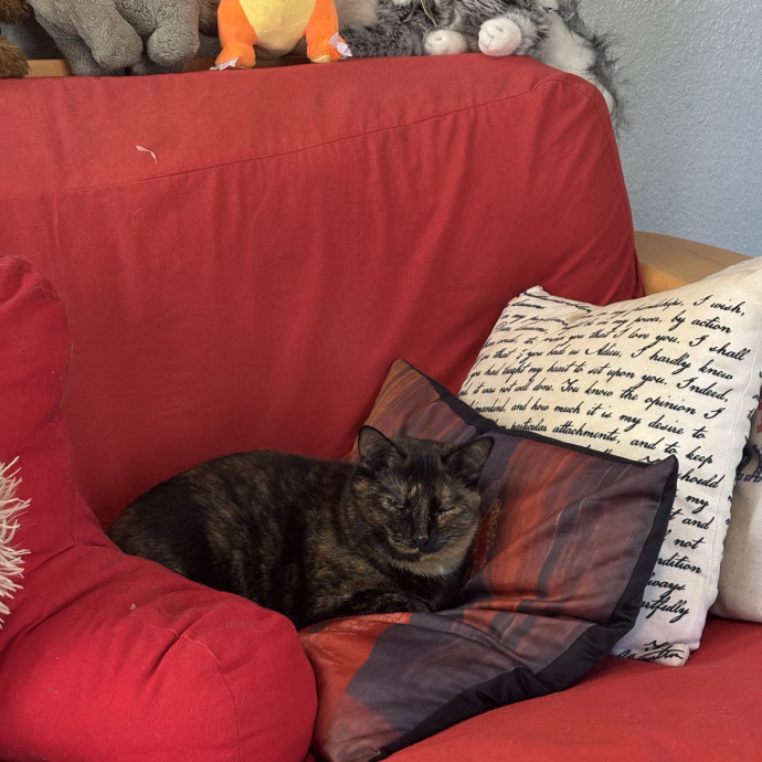 Catitude Catsitting By Emma Kat