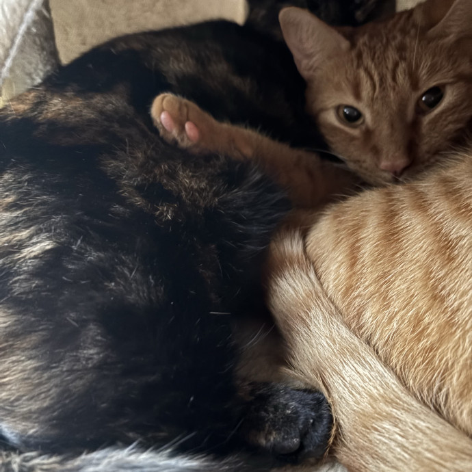 Catitude Catsitting By Emma Kat