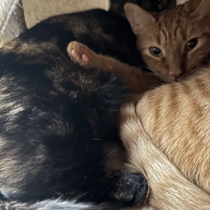 Catitude Catsitting By Emma Kat