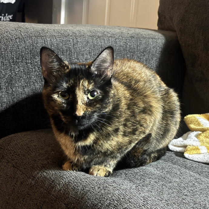 Catitude Catsitting By Emma Kat