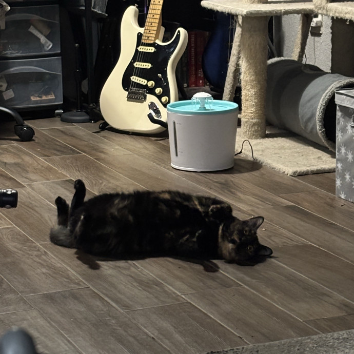 Catitude Catsitting By Emma Kat