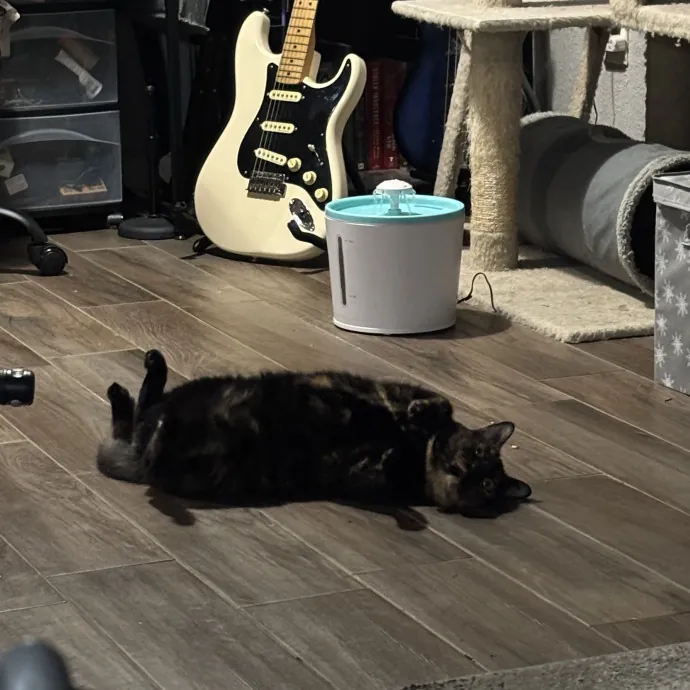 Catitude Catsitting By Emma Kat