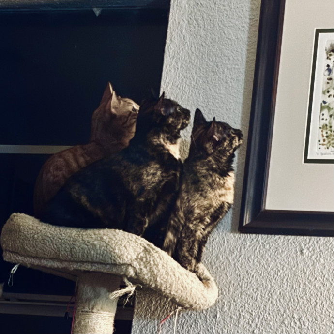 Catitude Catsitting By Emma Kat
