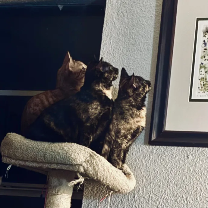 Catitude Catsitting By Emma Kat
