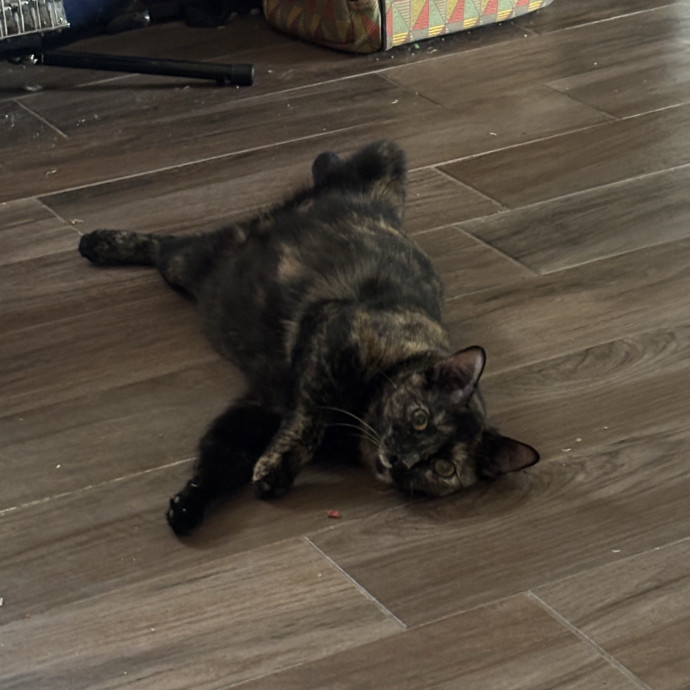 Catitude Catsitting By Emma Kat