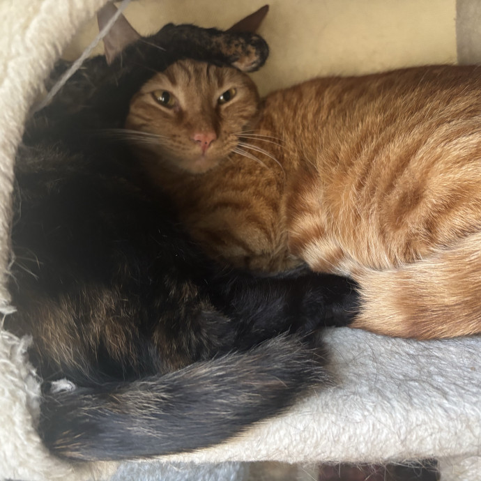 Catitude Catsitting By Emma Kat