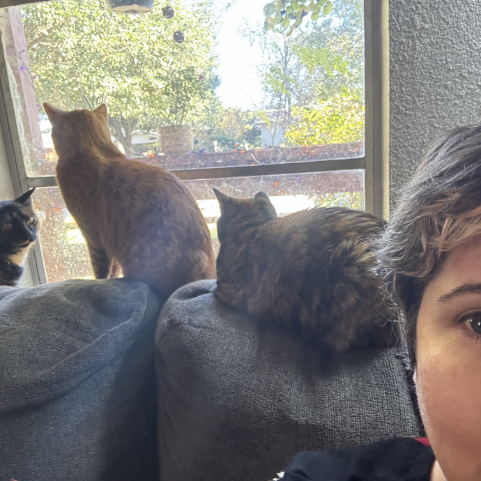 Catitude Catsitting By Emma Kat