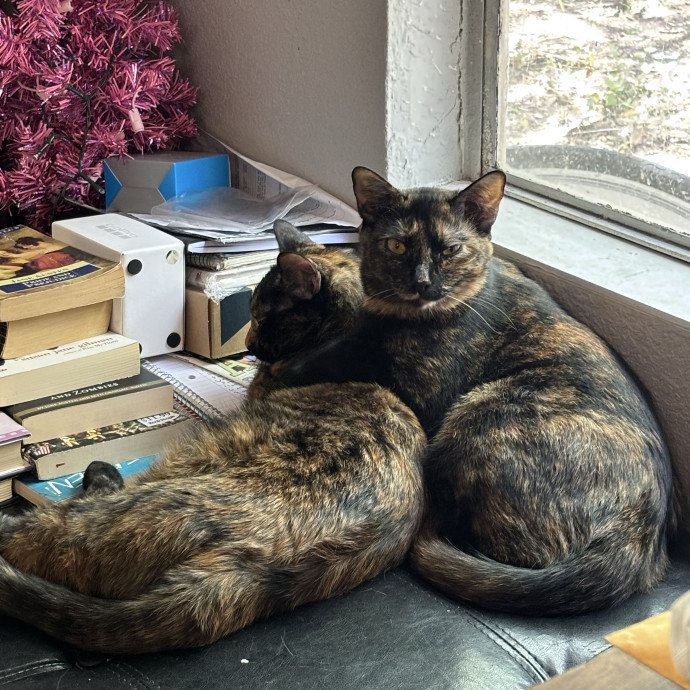 Catitude Catsitting By Emma Kat