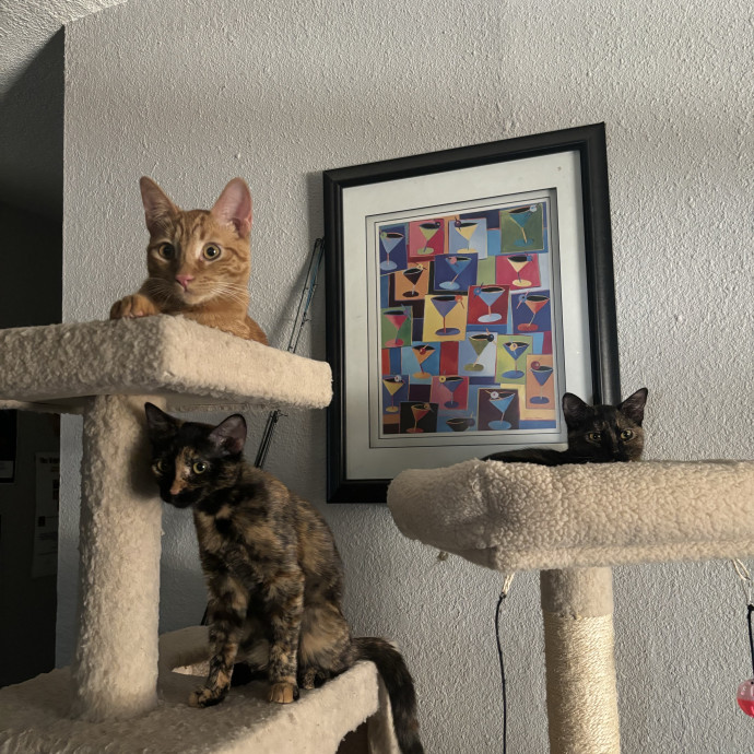 Catitude Catsitting By Emma Kat photo 2