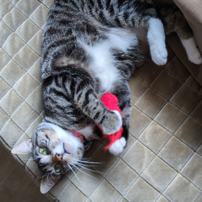 Cat Sitter From Italy With Love