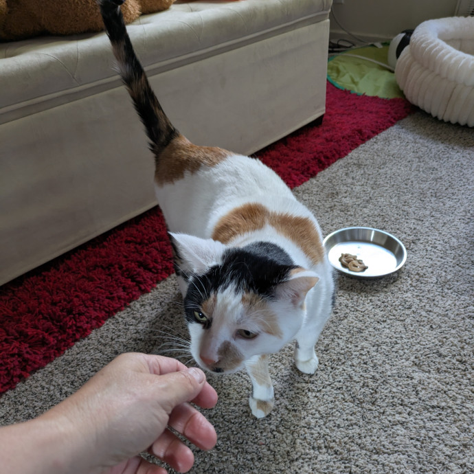 Cat Sitter From Italy With Love