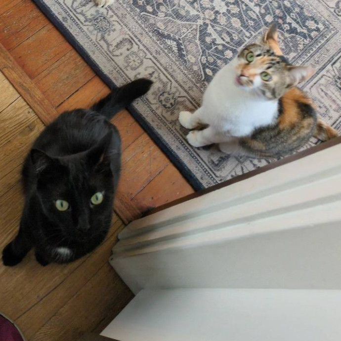 Cat Sitter From Italy With Love