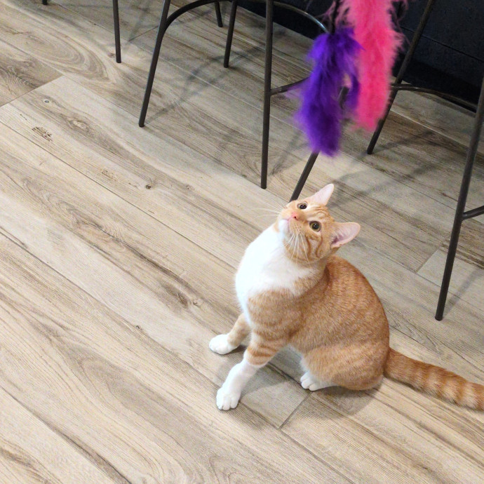 Cat Sitter From Italy With Love