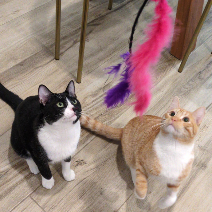 Cat Sitter From Italy With Love