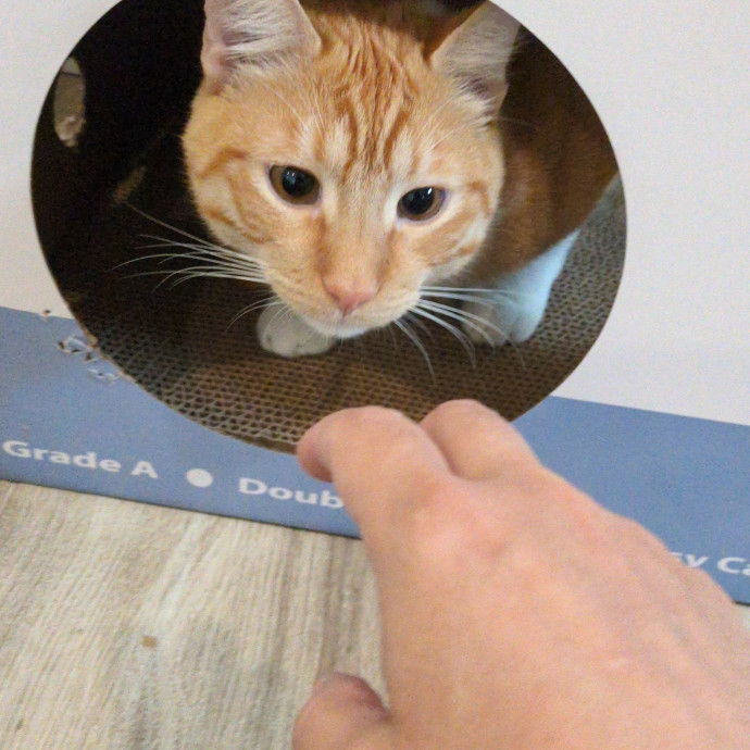 Cat Sitter From Italy With Love